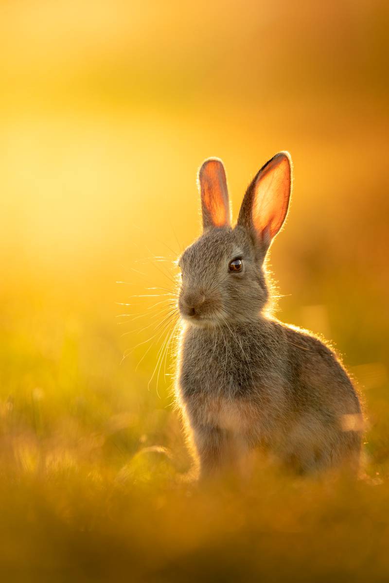 Wildlife category winner: Mitchell Lewis's 'A lone rabbit in Richmond Park, London'