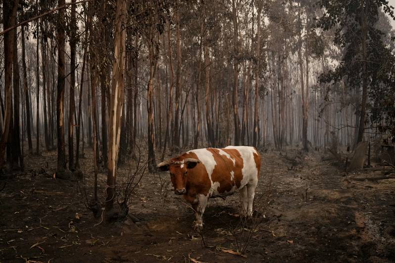 A cow surrounded by burnt trees after wildfire in Santa Juana, Chile. AP

