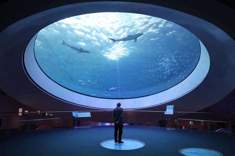 A man watches fish and sharks swim at the Miami Seaquarium in Miami, Florida.  AFP