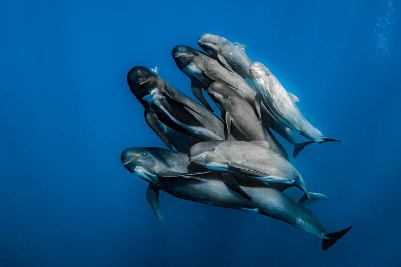 First place, Ocean Wildlife Photographer of the Year, Rafael Fernandez Caballero, from Spain. A pod of pilot whales pose for a family portrait. 