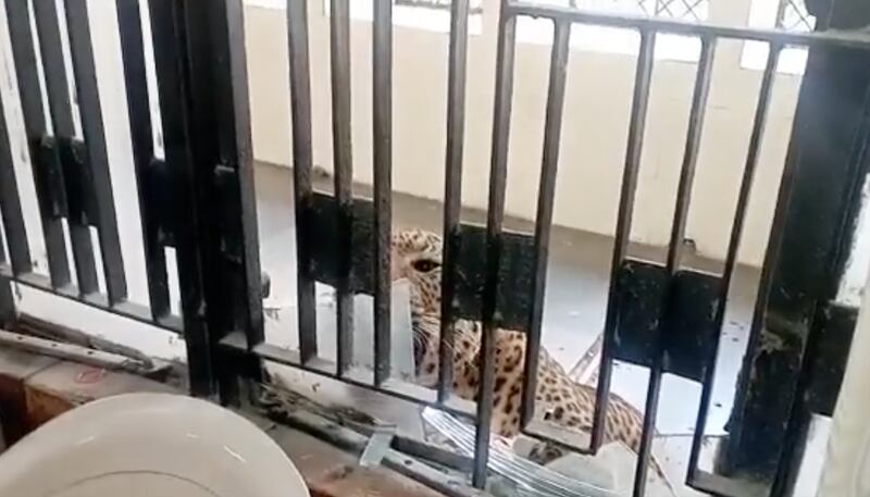 A leopard attacked people inside a court complex in India.