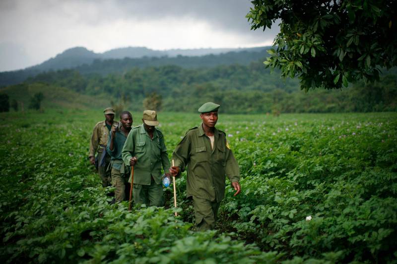 VIRUNGA NATIONAL PARK, DEMOCRATIC REPUBLIC OF CONGO - August 9, 2008: VIrunga National Park rangers, working for the International Gorilla Conservation Project walk back after gorilla tracking. There are some 700 mountain gorillas in the park lands that stradle the intersecting borders of Rwanda, Uganda and Congo. Currently in Congo, the area where the gorrillas live is controled by the rebel group CNDP, who has made it their mandate to protect the gorillas. It is very difficult for tourists to see them, because of the CNDP's control of the territory, and government checkpoints that must be crossed.( Ryan Carter / The National ) *** Local Caption ***  RC016-Gorillas.JPGRC016-Gorillas.JPG