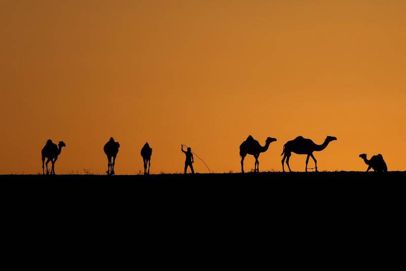 A young bedouin leads his camel herd at sunset. Start-up entrepreneurs can learn lessons from the Bedouins on how to survive harsh climates  EPA