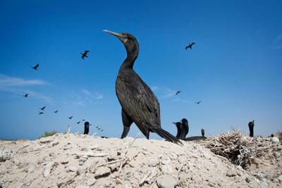Hated and vilified, little is known about the Socotra Cormorant. The seabird’s shrinking population is limited to the Arabian Gulf, Arabian Sea, the Gulf of Oman and Gulf of Aden. Its numbers are in decline.  The UAE is home to an estimated 38,000 breeding pairs, about a third of the world’s population. At least seven of the country’s 20 colonies have gone extinct since 2006.The largest remaining colony  is off the Umm Al Quwain coast on Siniya island where 15,500 breeding pairs nest from August until April. These photographs by Rob Gubiani, a biologist at UAE University who works at the Siniya island colony, show a different side to a creature long misunderstood by fishermen and coastal residents. Mr Gubiani and Timothee Cook, a University of Cape Town ornithologist, spent last autumn on the Siniya island colony fitting cormorants with a US$35 GPS cat tracker that monitored their flight.The UAE University indicates that Phalacrocorax nigrogularis will travel hundreds of kilometers in a single feeding. The findings strengthen the case for a national protection strategy of the country’s coastline.The research is part of a long-term research project funded by the National Research Foundation, the Mohammed Bin Zayed Species Conservation Fund and in collaboration with the Environment Agency-Abu Dhabi and the Marine Environmental Research Centre. (Photo Courtesy- Rob Gubiani) FOR ANNA ZACHARIAS STORY
