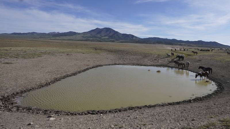 Free-ranging wild horses gather at a watering hole. AP