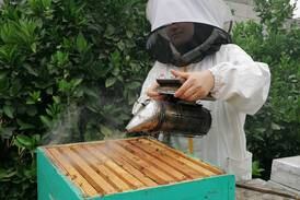 Gaza’s honey crops fails as climate change confuses bees