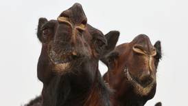 Camel's beauty declared untouched by Botox