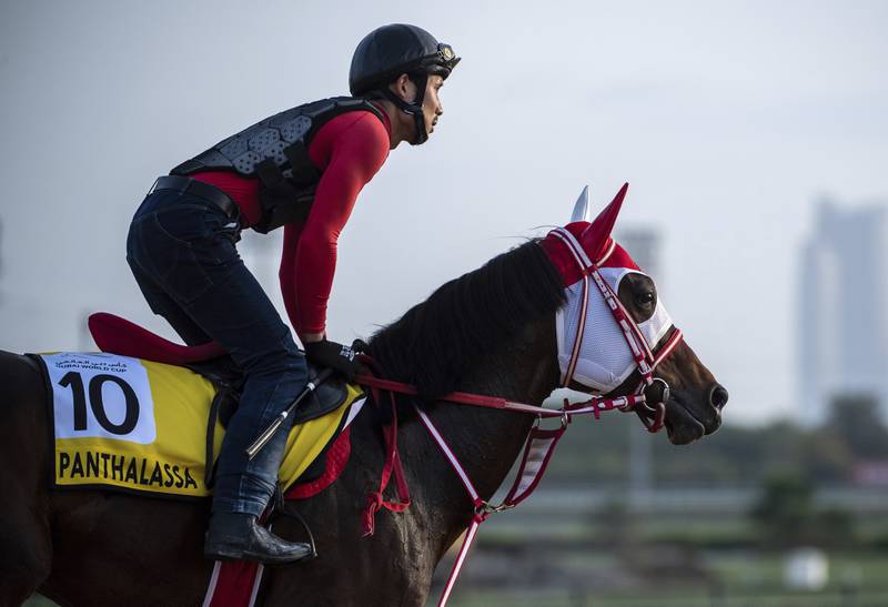 Japan's Dubai Turf hopeful Panthalassa gallops at Meydan Racecourse in Dubai. AP Photo