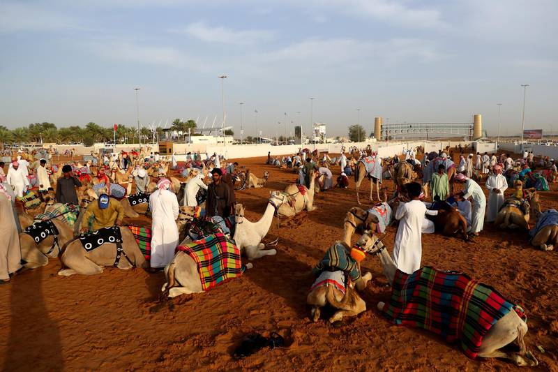 Handlers wait to race during Al Marmoom Heritage Festival.