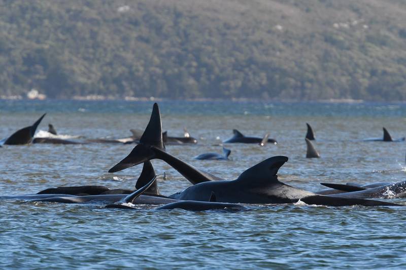 Hundreds of pilot whales are seen stranded on a sand bar in Strahan, Australia.  The Advocate / Getty Images