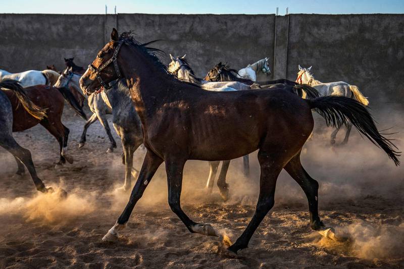 Horses running at a farm for Arabian breeds in north-eastern Syria.