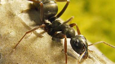 An image that illustrates this article How ants could help detect cancer in humans