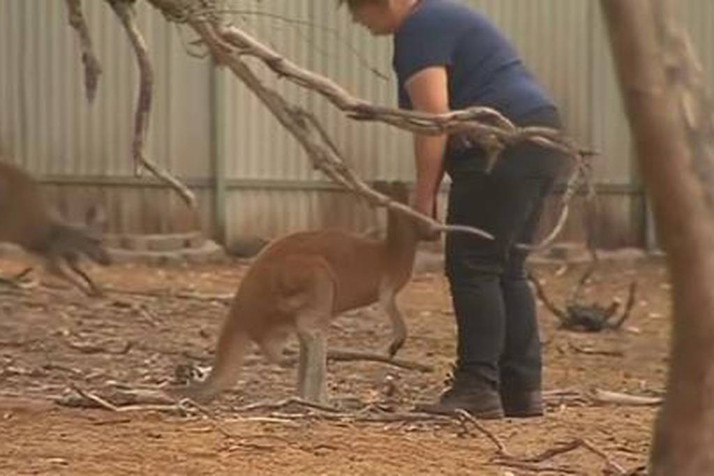 Australia firefighters rescue orphaned animals in path of wildfire - video
