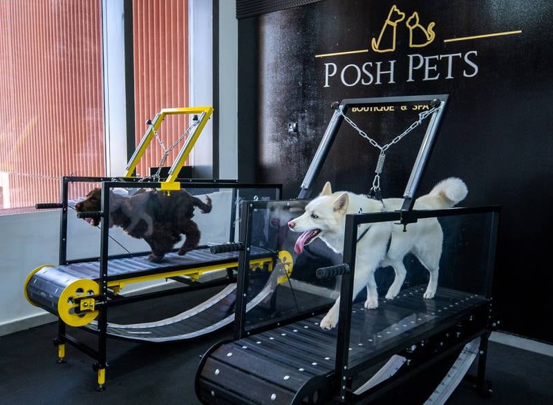 Gucci, left, and Luna on the treadmills at Posh Pets Boutique & Spa on Reem Island in Abu Dhabi. All photos: Victor Besa / The National