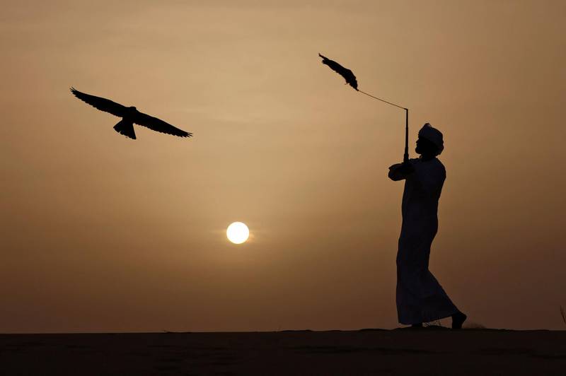 An falconer trains his bird of prey in the UAE's Al Dhafra desert. Falconry has formed an integral part of Emirati culture for millennia. AFP
