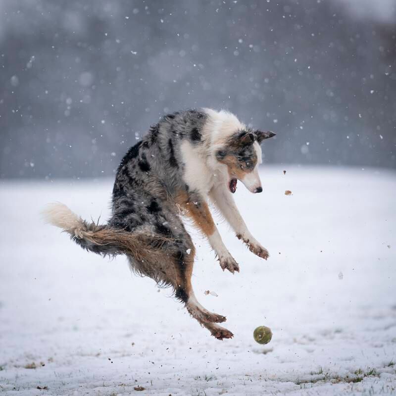 Highly Commended: 'Revenge of the tennis ball' by Chris Johnson from the UK.