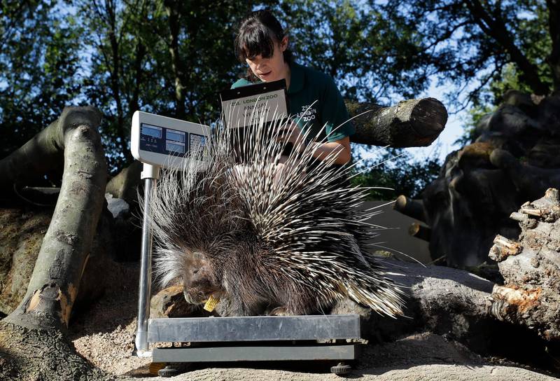A Porcupine, a large rodent is weighed during the Zoo's annual weigh-in, in London.  AP