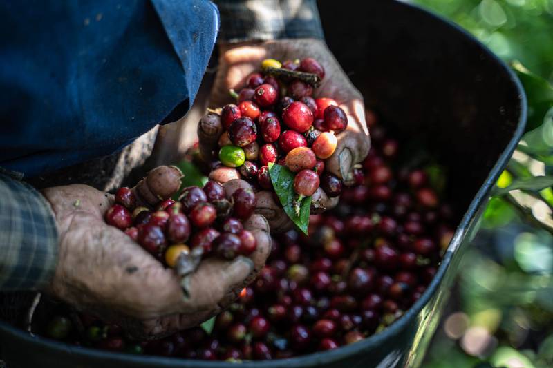 A worker collects coffee cherries during harvest in Colombia. Russia and neighbouring Belarus are among the world’s top suppliers of crop nutrients. Bloomberg