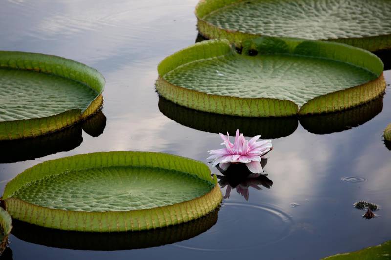 LIMPIO, PARAGUAY - APRIL 13: View of Victoria Cruziana water lilies flowers on April 13, 2021 in Limpio, Paraguay. In 2020, Cerro Lagoon had turned pink due to pollution generated by waste dropped by tannery WalTrading SA. After local residents protested, Ministry of the Environment and Sustainable Development of Paraguay took action and ordered the company to cease activities. The situation gain public visibility after American actor Leonardo Di Caprio shared pictures on his social media accounts. Now the lagoon is regenerating naturally: Victoria cruziana water lilies are seen again and water returns to its original green color.  (Photo by Luis Vera/Getty Images)