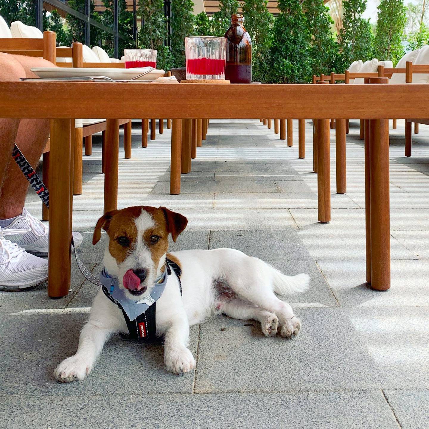 Meet Loki, Lowe's friendly canine diner. Courtesy Lowe
