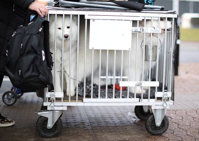 Two Samoyeds arrive at Crufts. Reuters
