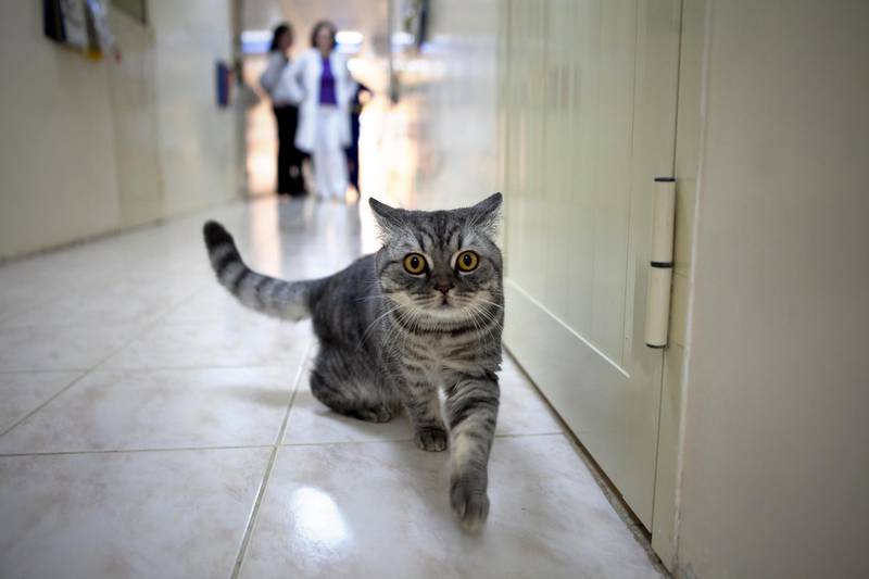 Abu Dhabi, United Arab Emirates, January 28, 2013: 
One of the cats at the Abu Dhabi Animal Shelter, next to the Abu Dhabi Falcon Hospital on Monday, Jan. 28, 2013. Adoptions of animals (cats, dogs) increased by more than 40 per cent at the animal shelter last year and more people put their animals in their boarding kennels when they go on holiday (rather than abandoning them). Dr. Muller says this means that pet owners are becoming more responsible.
Silvia Razgova / The National

