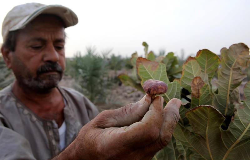 In this Saturday, July 28, photo, farmer Qassim Sabaan Ali, 62, a farmer shows dead figs in the area of Siba in Basra, 340 miles (550 km) southeast of Baghdad, Iraq. Iraq, historically known as The Land Between The Two Rivers, is struggling with the scarcity of water due to dams in Turkey and Iran, lack of rain and aging hydrological infrastructure. The decreased water levels have greatly affected agriculture and animal resources. (AP Photo/Nabil al-Jurani)