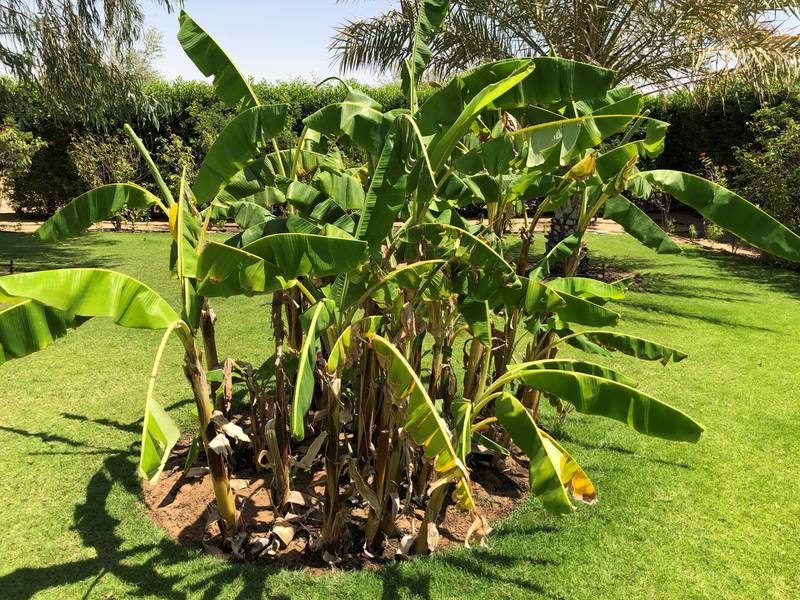 A banana tree at the Sharjah Islamic Botanical Garden