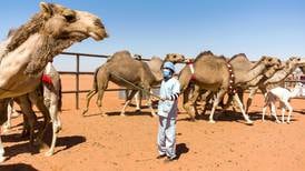 Botox-injected camels barred from Saudi Arabia beauty contest