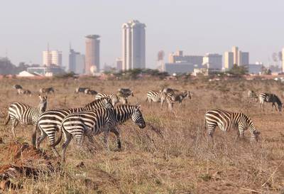 NAIROBI, KENYA - JANUARY 08:  Zebra roam free in front of the Nairobi skyline at the Nairobi National Park on January 8, 2008 in Kenya. Tourism is a $1 billion industry in Kenya. Some tour operators have temporarily banned package holidays over fear of post election violence.  (Photo by Peter Macdiarmid/Getty Images)