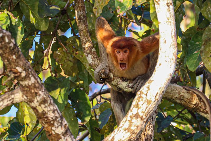 'Stop and stare'. Taken in Sukau, Borneo. Andy Evans / Comedy Wildlife 2022
