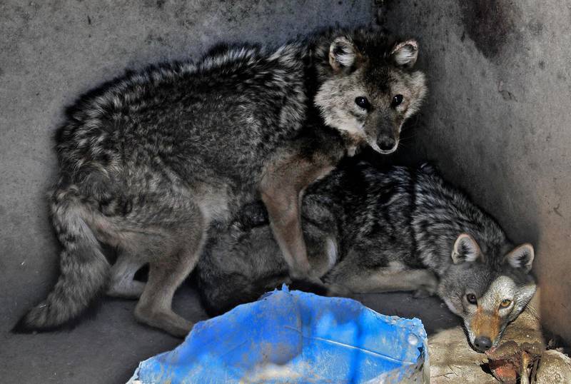 Jackals at the Animal Encounter environmental conservation centre, which attracts 30,000 visitors to the Lebanese mountain town of Aley every year. AFP