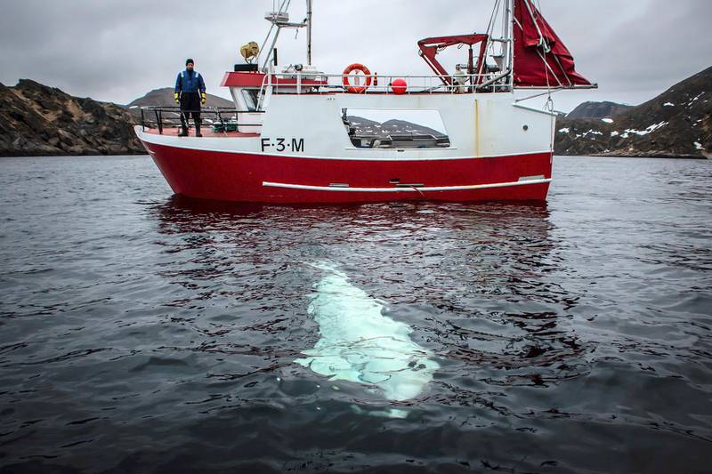 The beluga whale was discovered by fishermen off the coast of northern Norway, close to a fishing village of Inga, Norway. Norwegian marine experts believe that the whale, wearing a harness reading 'Equipment of St Petersburg, was allegedly trained by Russian Navy to be used for special operations.  EPA