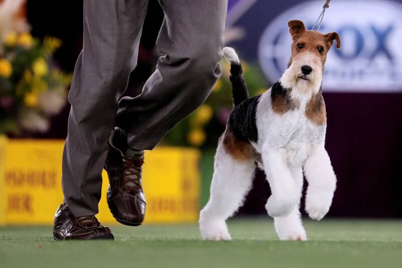 A wire fox terrier is run in the ring. Reuters