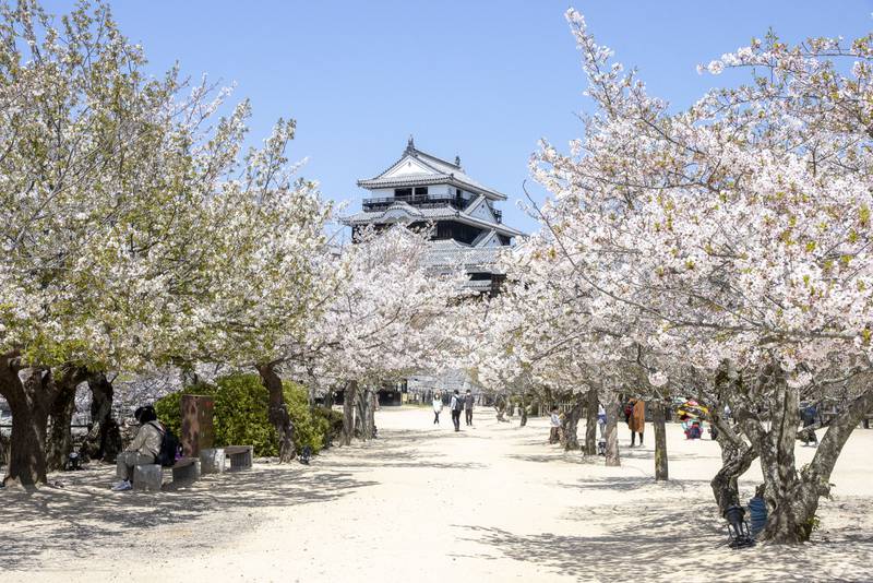 Cherry blossoms in front of Matsue Castle. Photo: Unsplash