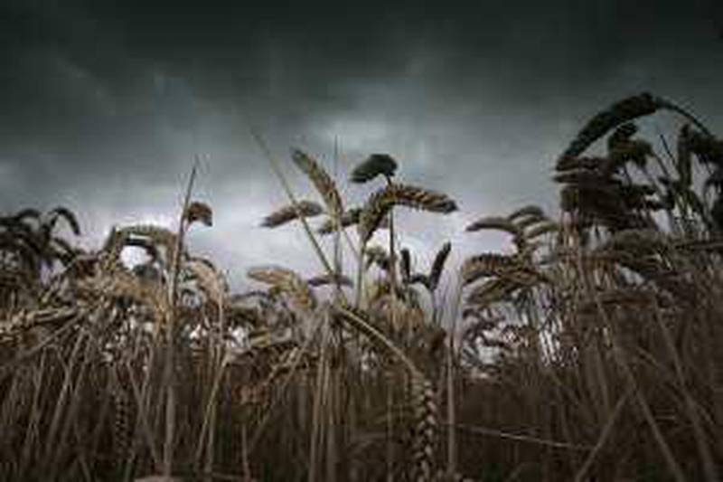 RADSTOCK, UNITED KINGDOM - AUGUST 18:  (EDITORS NOTE: A GREY GRADUATED FILTER WAS USED IN THE CREATION OF THIS IMAGE) Wheat grows in a field near Radstock on August 18 2008 in Somerset, England. Many farmers in the UK are reporting difficulties in harvesting their crops, due to the continued wet weather and with more rain forecast for the coming weeks, the harvest may be delayed still further.  (Photo by Matt Cardy/Getty Images)
