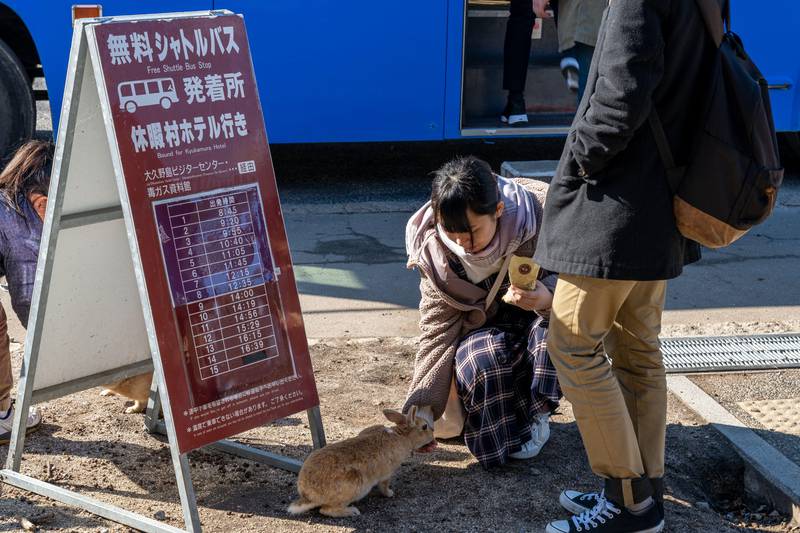 People feed wild rabbits on Okunoshima, also known as Rabbit Island, in Japan. In the 1920s the island housed to a chemical weapons plant. After the Second World War, Okunoshima was turned into a park and the bunnies were let loose. Alamy