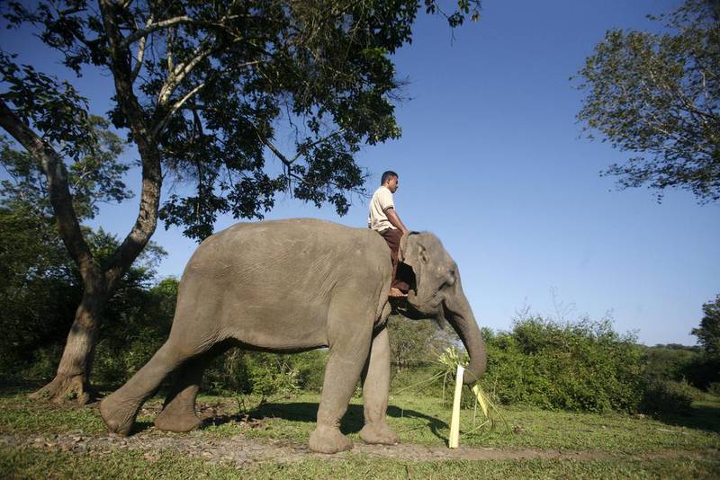 A trainer rides an elephant as it snacks at the centre in Aceh.  (Hotli Simanjuntak / EPA / March 7, 2014)