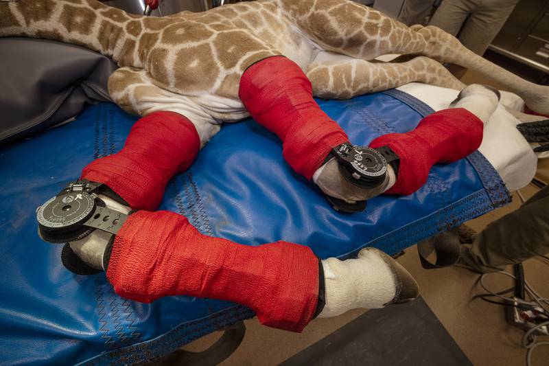 Msituni was fitted with custom-molded carbon graphite orthotic braces by using cast moldings of her legs that were crafted by Hanger Clinic at the zoo. San Diego Zoo Wildlife Alliance via AP