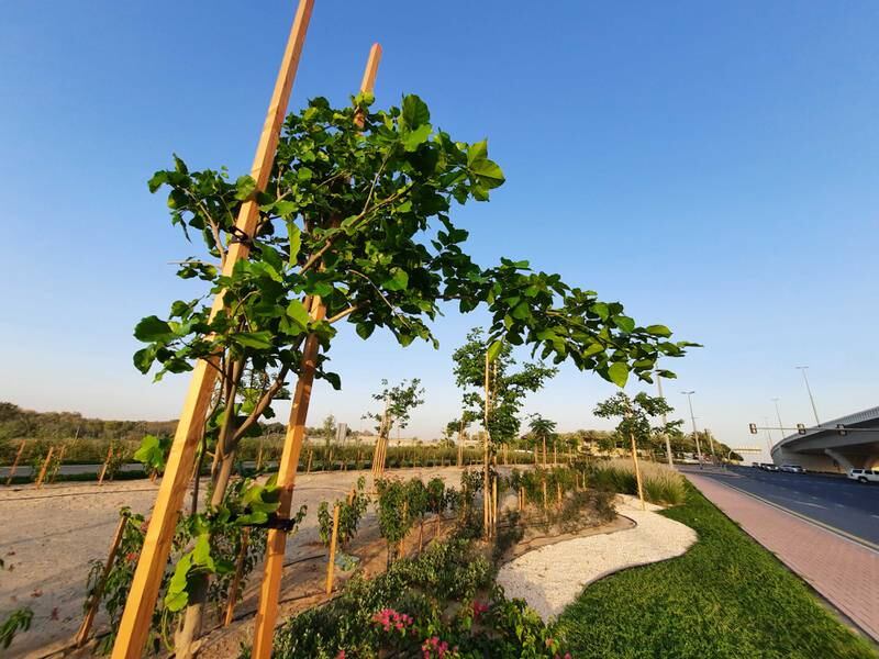 The millettia pinnata tree in Mushrif Park, Dubai. The tree is the host plant of the common banded awl. Photo: Angela Manthorpe