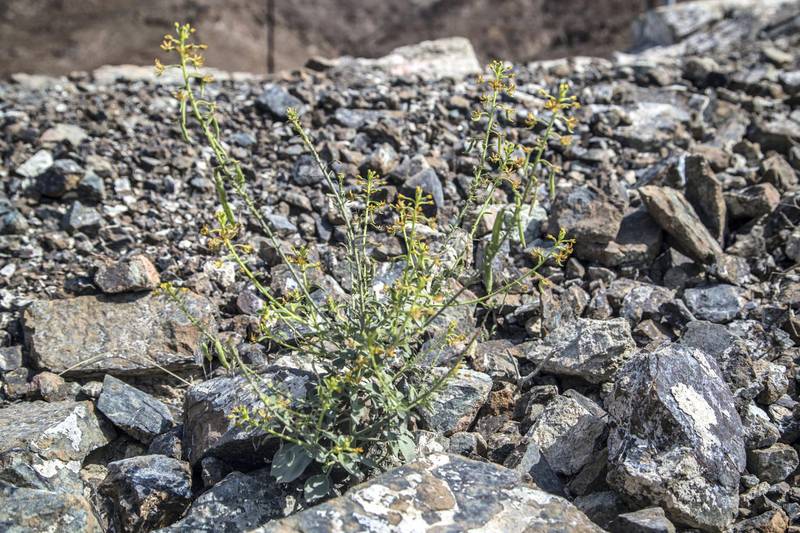 Cleome rupicola, a plant found in abundance in the UAE and surrounding regions, has traditionally been used as a natural treatment for cataracts. Photo courtesy Stefan Schramm
