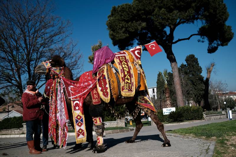 Wrestling camel Ozarslan Bey, adorned with colourful ornaments, is paraded during the Camel Beauty Contest.