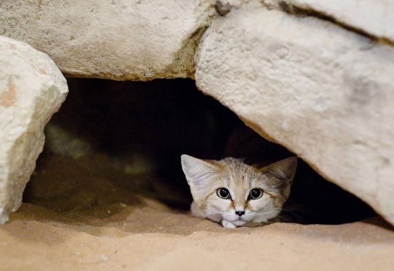 The Arabian sand cat, pictured at the Al Ain Zoo, is one of the desert’s more reclusive inhabitants. Lauren Lancaster / The National