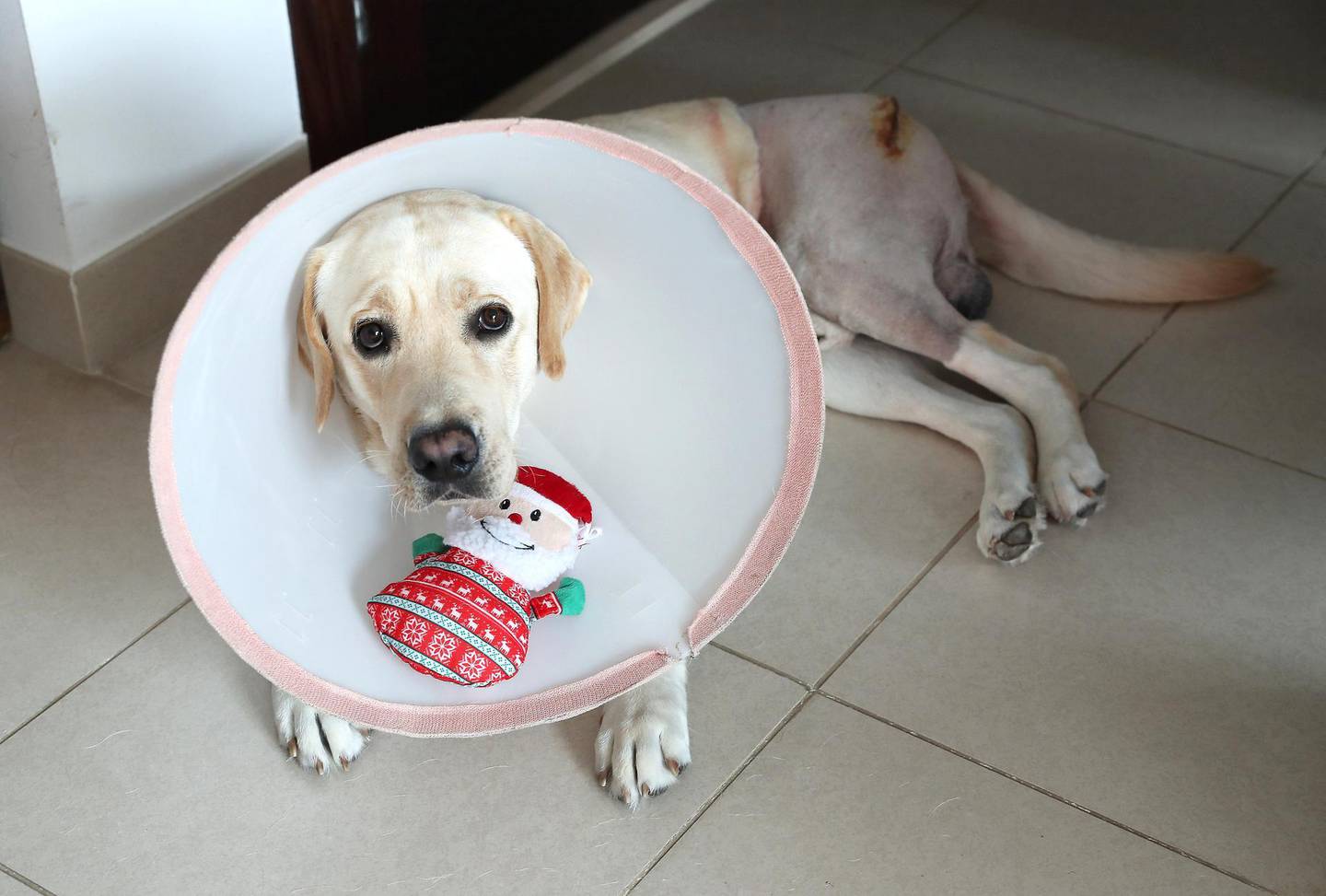 DUBAI, UNITED ARAB EMIRATES , Dec 15– 2019 :- Liwa wearing his cone after undergoing surgery to treat his broken hip last week recovering at the place of one of the resident in the Greens in Dubai. Liwa , a golden Labrador was abandoned in the Liwa desert by his owner and found by a group of three families who were dune bashing during the National Day holiday in Liwa. ( Pawan Singh / The National )  For News/Instagram. Story by Gillian