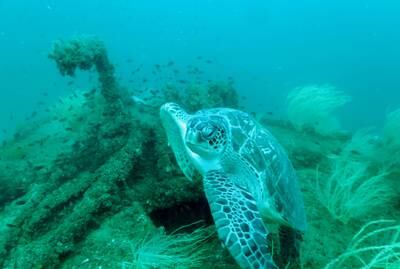 Khor Fakkan is the resting site of shipwreck Inchcape 2, where this turtle lives. Photo: Jean-Michel Moriniere