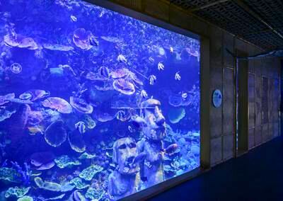 The enchanting Ocean Magic Zone at The National Aquarium.
