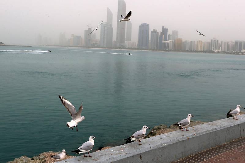 ABU DHABI, UNITED ARAB EMIRATES - - -  13 February 2017 --- Gray skies spread a blanket over the Abu Dhabi skyline on Monday, February 13, 2017, but did not put a damper on the spirit of people and birds that flocked to the breakwater. (  DELORES JOHNSON / The National  )  
ID:  
Reporter:  None
Section: NA *** Local Caption ***  DJ-130217-NA-Standalone-007.jpg