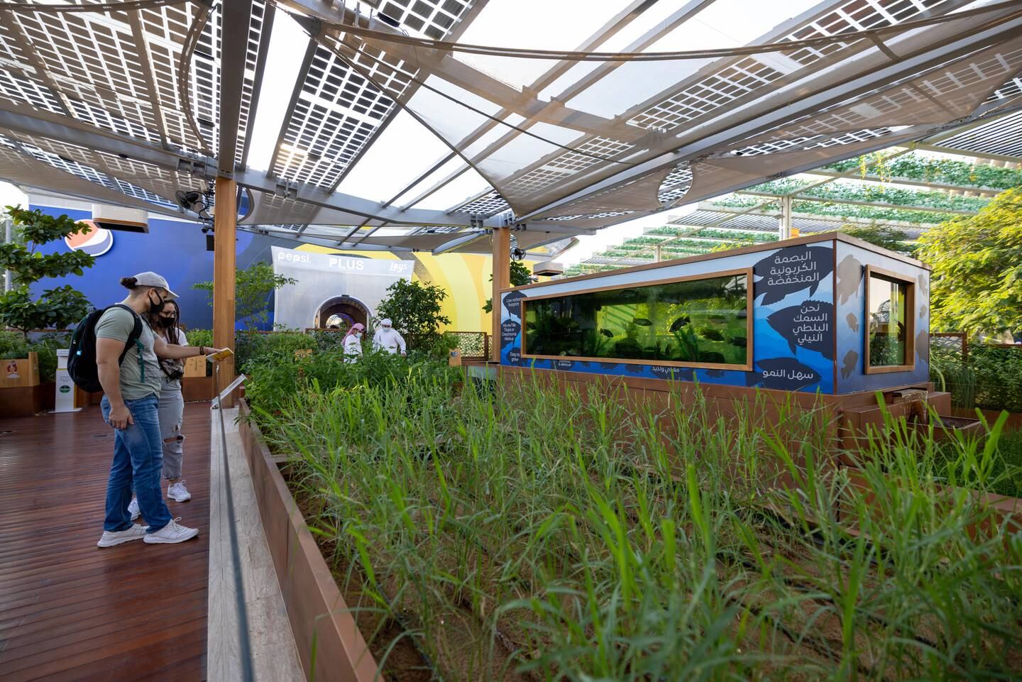 Visitors can learn about 'smart' plants at The Desert Farm at Expo 2020 Dubai. Photo: Miaad Mahdi / Expo 2020 Dubai