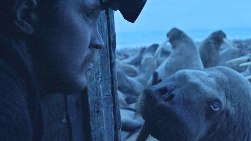A still from the Oscar-nominated documentary Haulout, showing marine biologist Maxim Chakilev looking at walruses from his Siberian hut. AFP