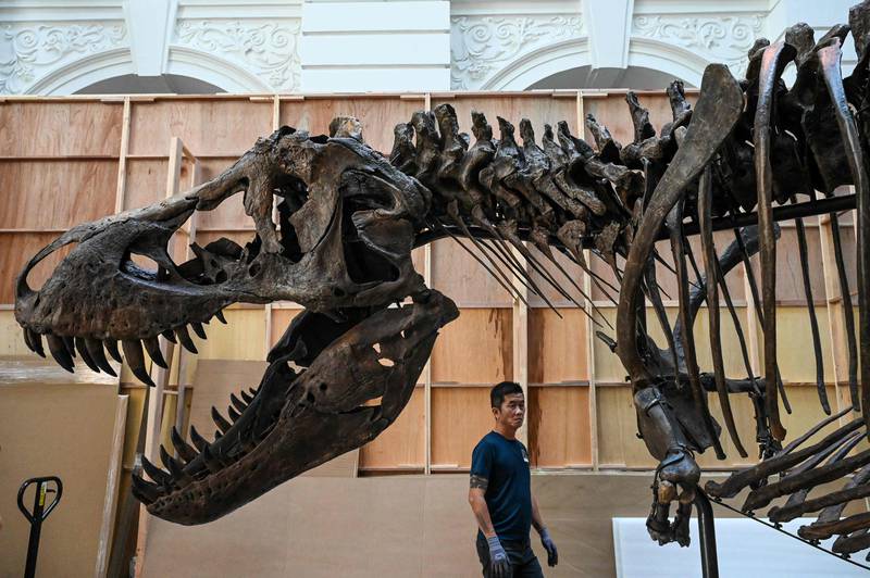 Dinosaur fans were given a glimpse of the rare Tyrannosaurus rex. 
